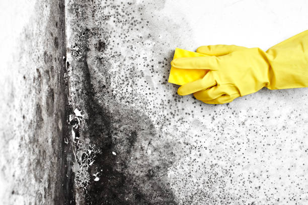 Why You Should Choose Our Mold Remediation Services in Bay Hill, FL